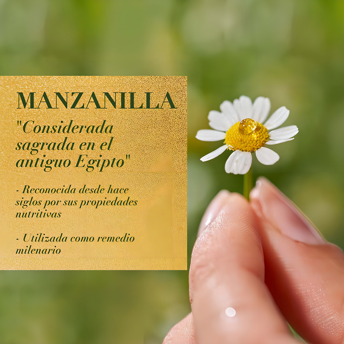 Herbal Essences Bio:renew Chamomile Shampoo 400 Ml - Imagen 8