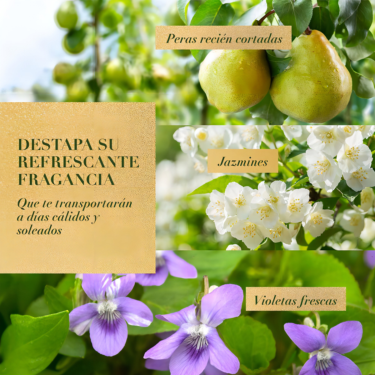 Herbal Essences Bio:renew Chamomile Shampoo 400 Ml - Imagen 9